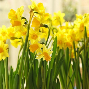 Daffodil 'Jetfire', Cyclamineus Daffodil 'Jetfire', Daffodil 'Jet Fire', Cyclamineus Daffodil 'Jet Fire',Miniature Daffodil, Spring Bulbs, Spring Flowers